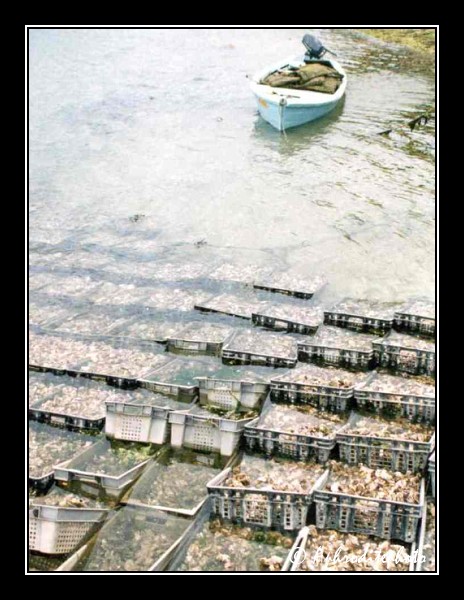 Huitres à St-Cado